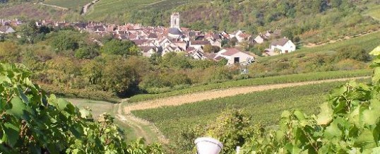 Enjoyable guest house:Chablis’s vineyard