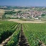saint-bris-vineyard-burgundy