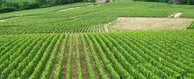 exquisite-guest-house-chablis-vineyards-burgundy